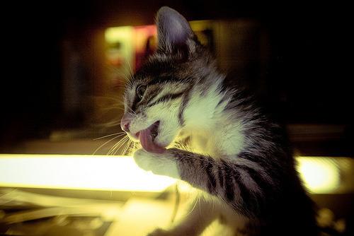 Cat bej