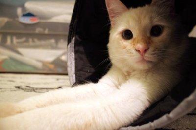 Cat bel