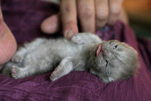 Cat bem