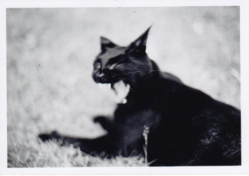 Cat beo