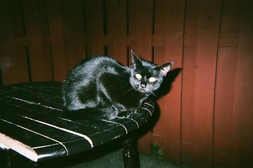 Cat bep