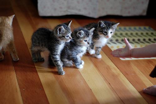 Cat bft