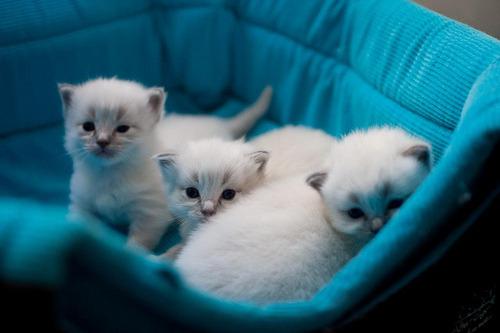 Cat bfu