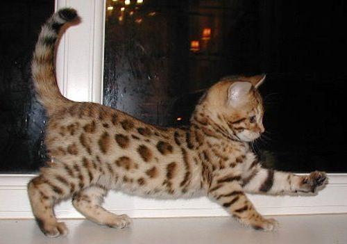 Cat bg3