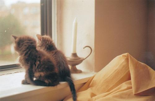 Cat bg9