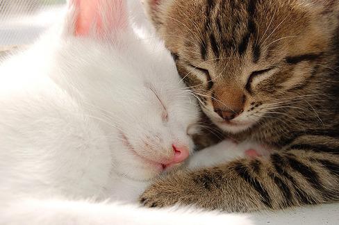 Cat bgb