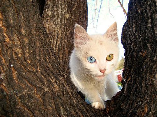 Cat bgc