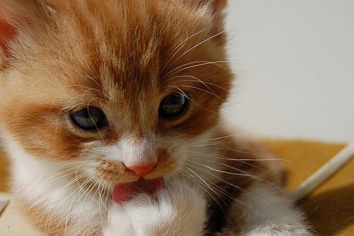 Cat bgd