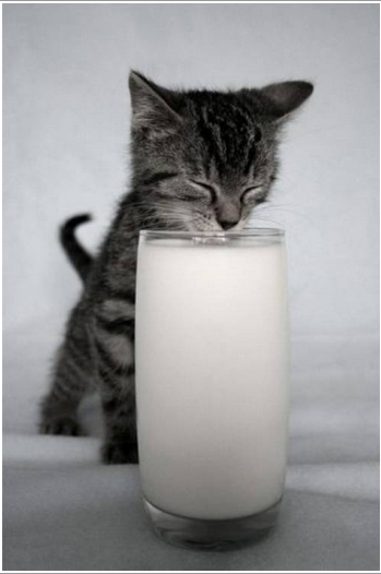 Cat bgi