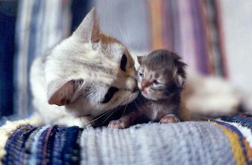 Cat bgo