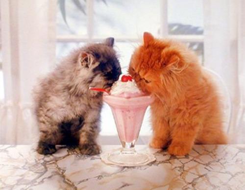 Cat bgp