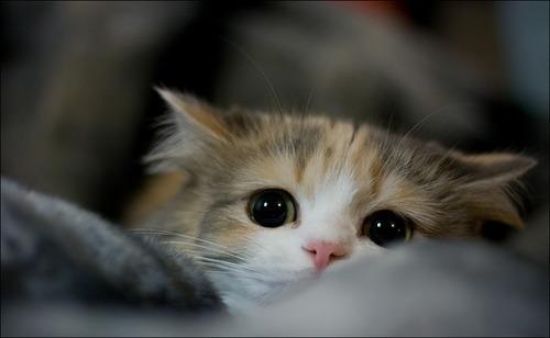 Cat bgr