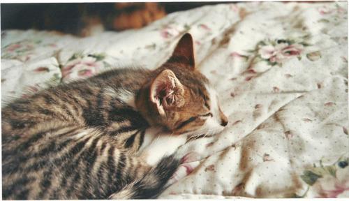 Cat bh1