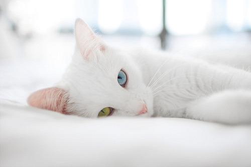 Cat bh2