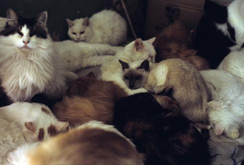 Cat bh3
