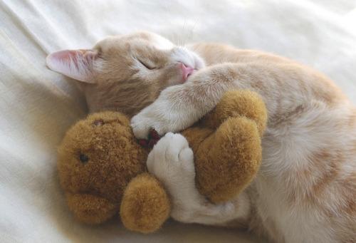 Cat bh4