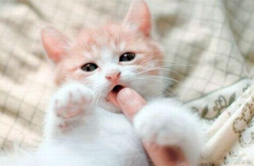 Cat bh6