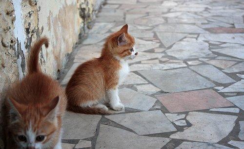 Cat bhg