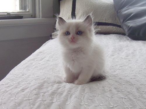 Cat bhh