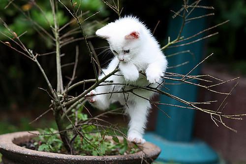 Cat bhi