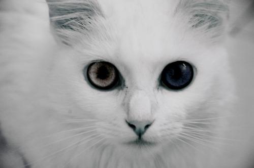 Cat bhj