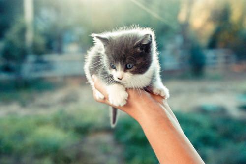 Cat bhk