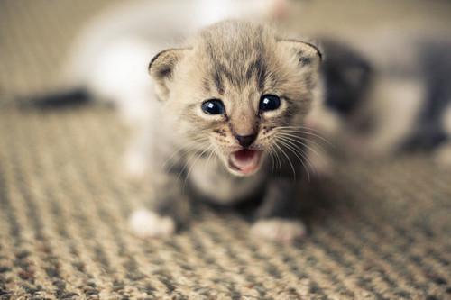 Cat bhm