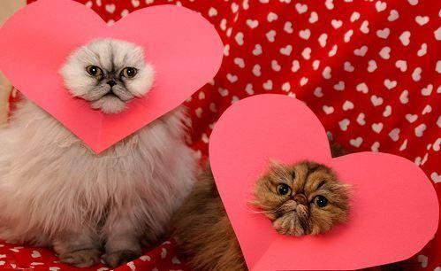 Cat bho