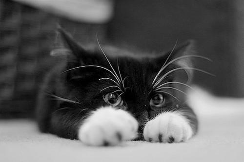 Cat bhp