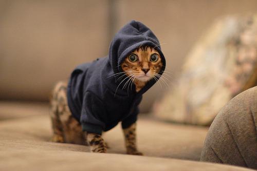 Cat bhq