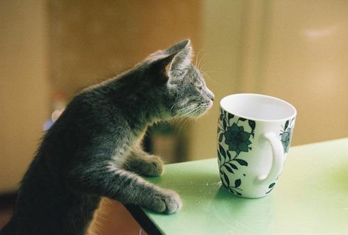 Cat bhu