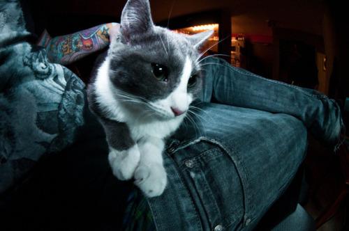 Cat bhv