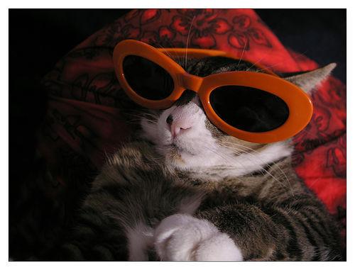 Cat bi