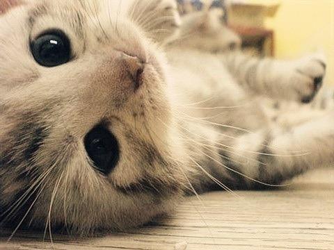 Cat bi0