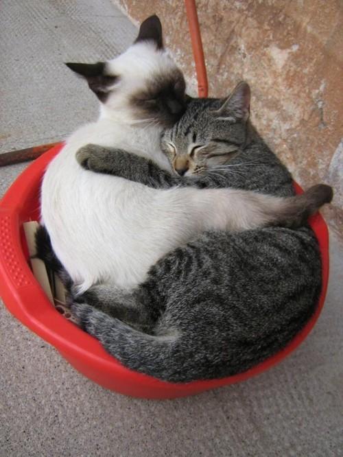 Cat bi2