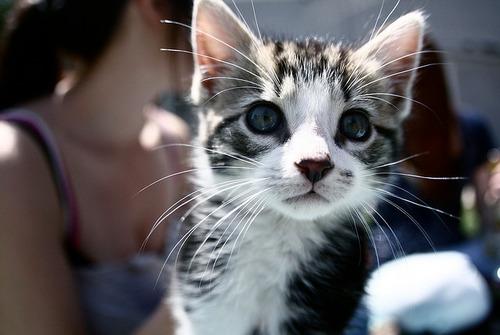 Cat bi4