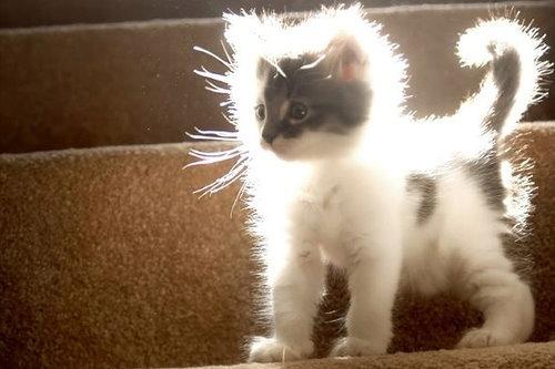 Cat bi9