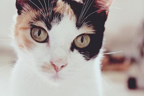 Cat bia