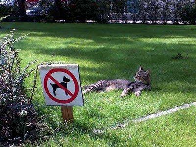 Cat big