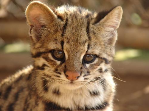 Cat bii