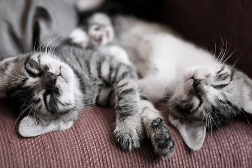 Cat bij