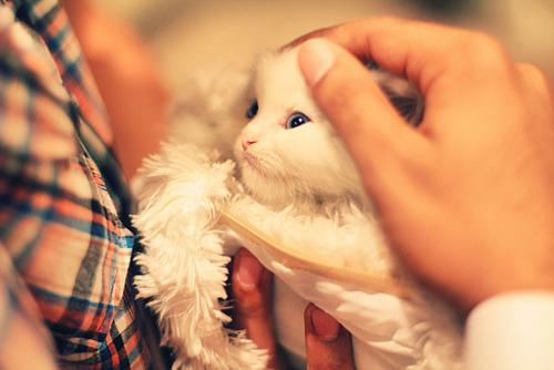 Cat bil