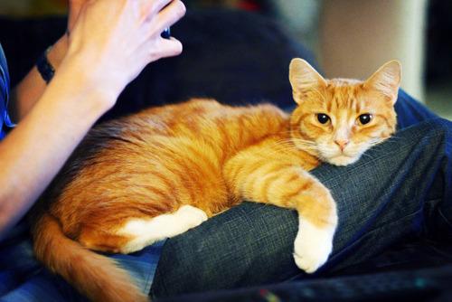 Cat bip