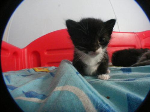 Cat biq