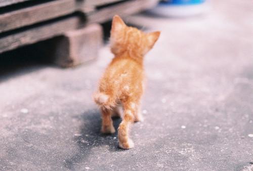 Cat bis