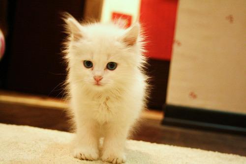 Cat bit