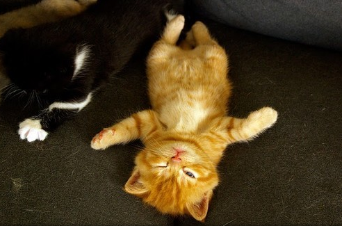 Cat biu