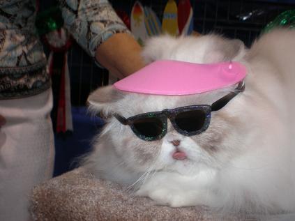 Cat bj