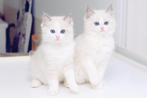 Cat bj3