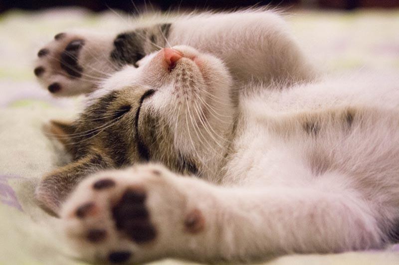 Cat bj8bMPQGK